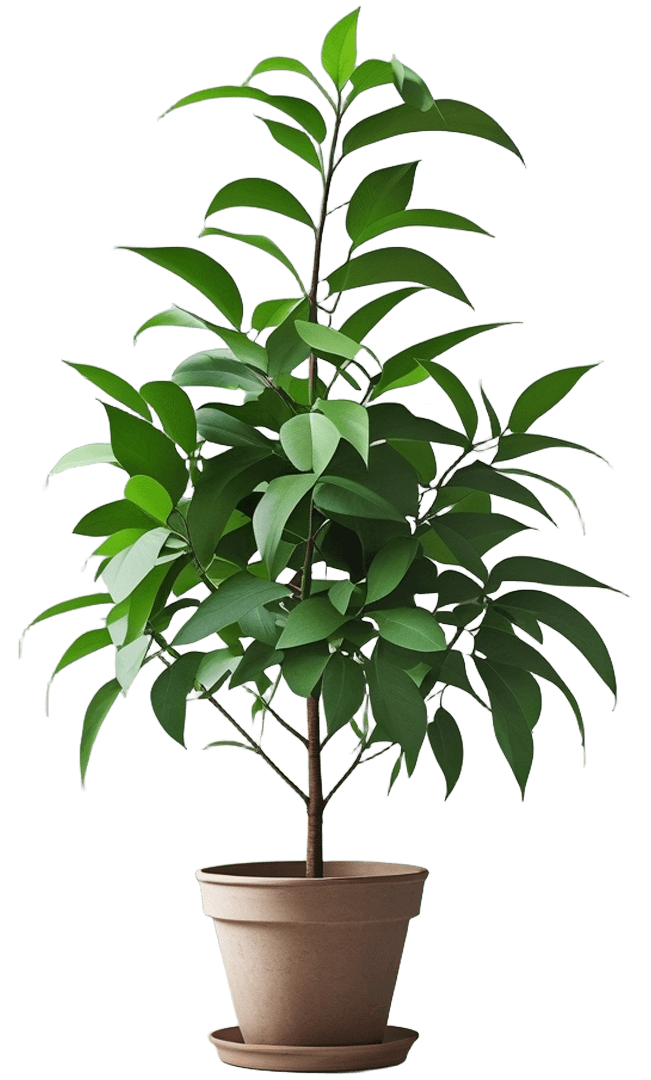 Decorative potted plant for landscaping Fort Worth outdoor spaces