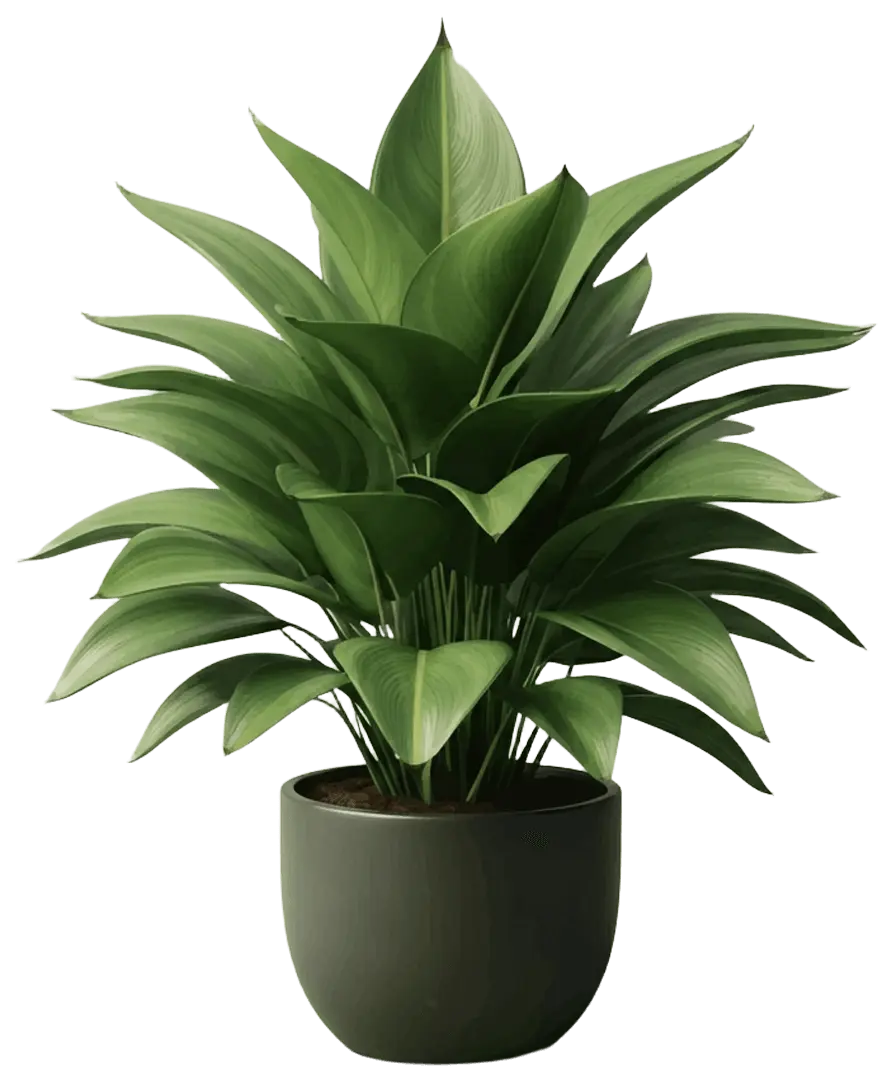 Ornamental green plant used in modern landscape design