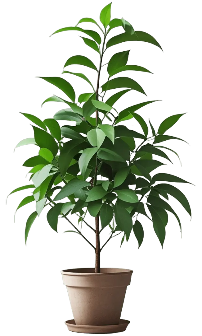 A vibrant, leafy green potted plant selected by FortScape Landscaping for a custom yard design project.